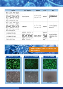 病毒包裝相關(guān)試劑盒及一站式服務(wù) 為科研保駕護航